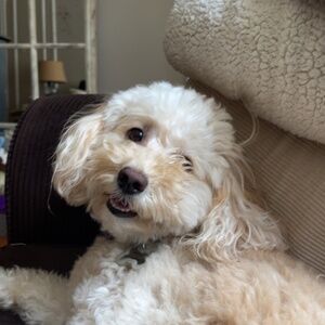 Meet your Posher, Maggie